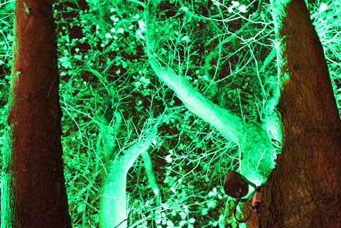 Belysning trae groen LED skiftende farvet lys