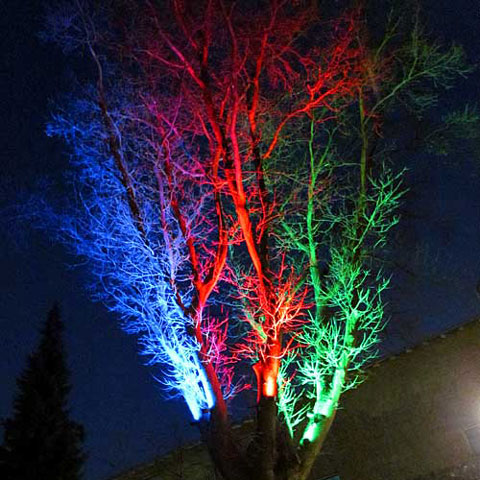 Træ i Energicenter Voldparken belyst med 9 LED spot Belysnings af traeer